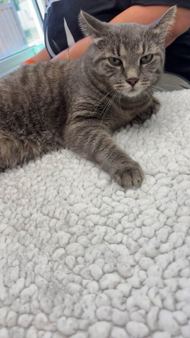 Lost cat