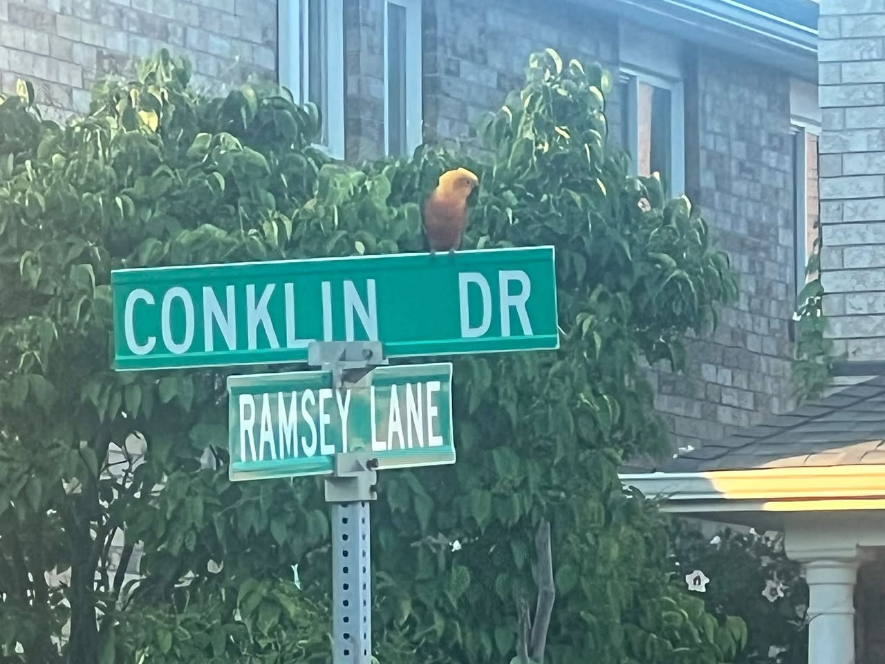 Lost bird