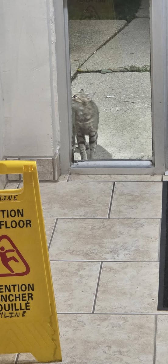 Found cat