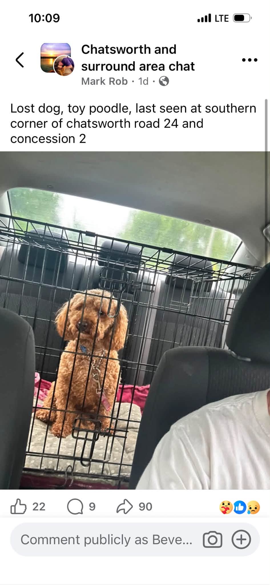 Lost dog