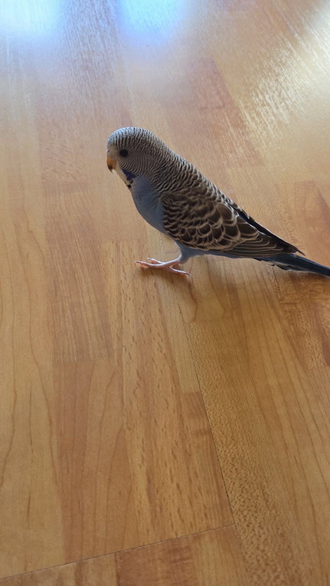 Found budgie