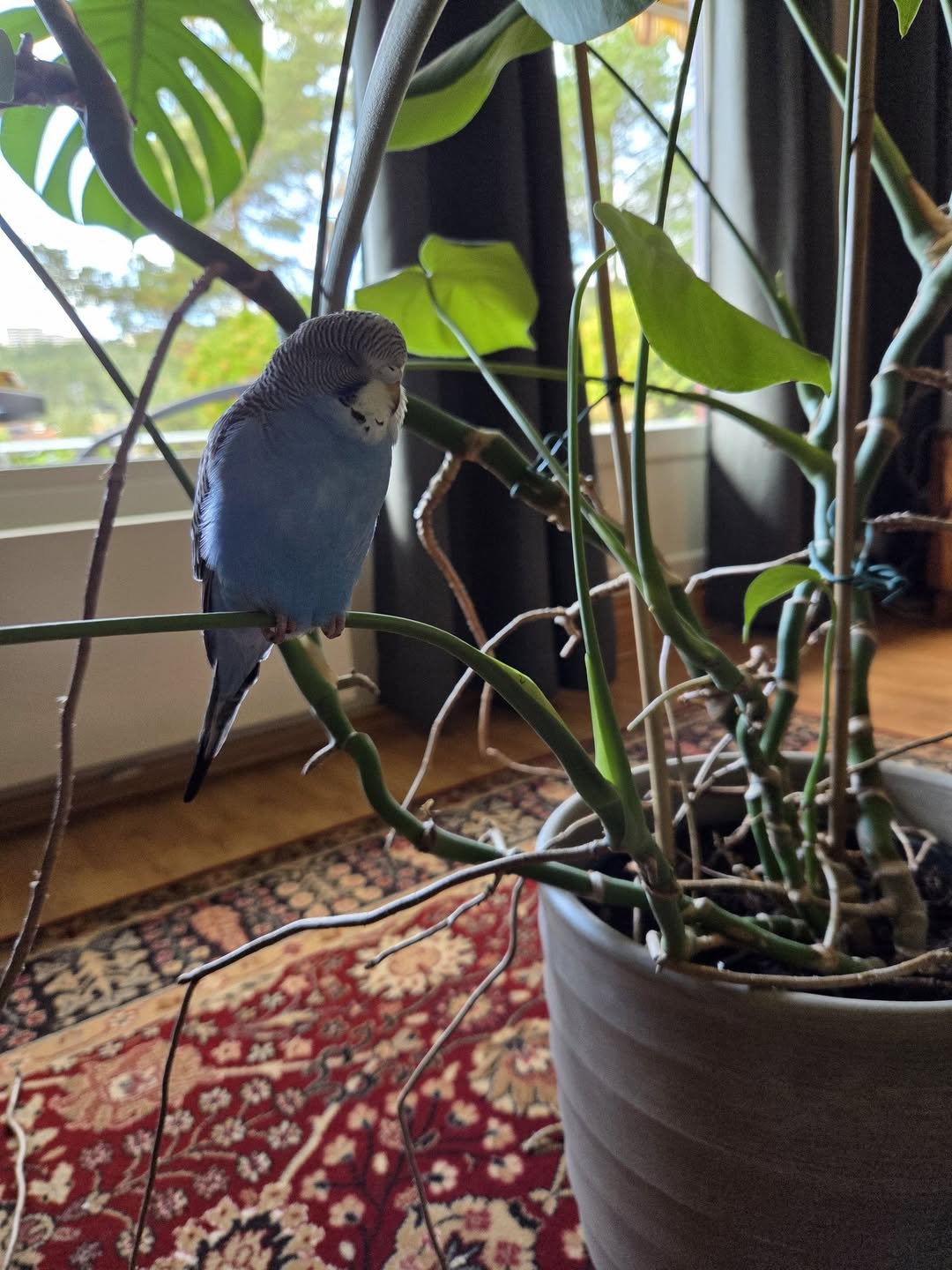 Found budgie