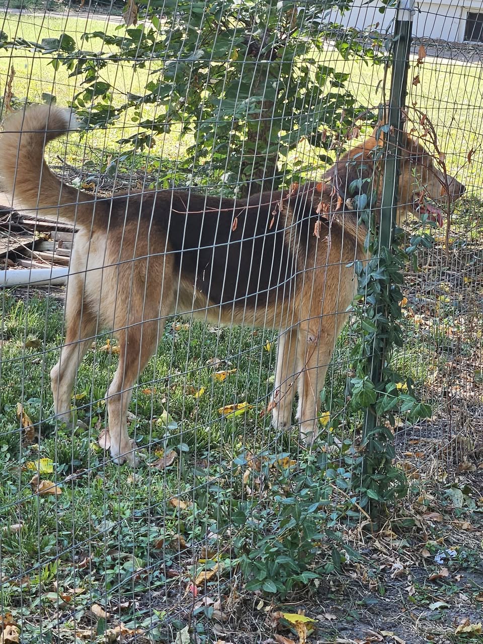 Found Dog in Lyon County