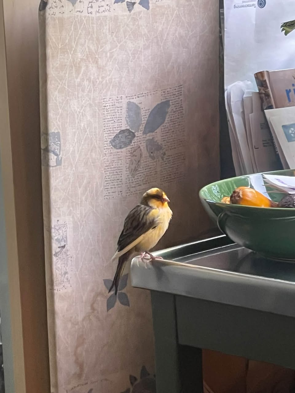 Found bird