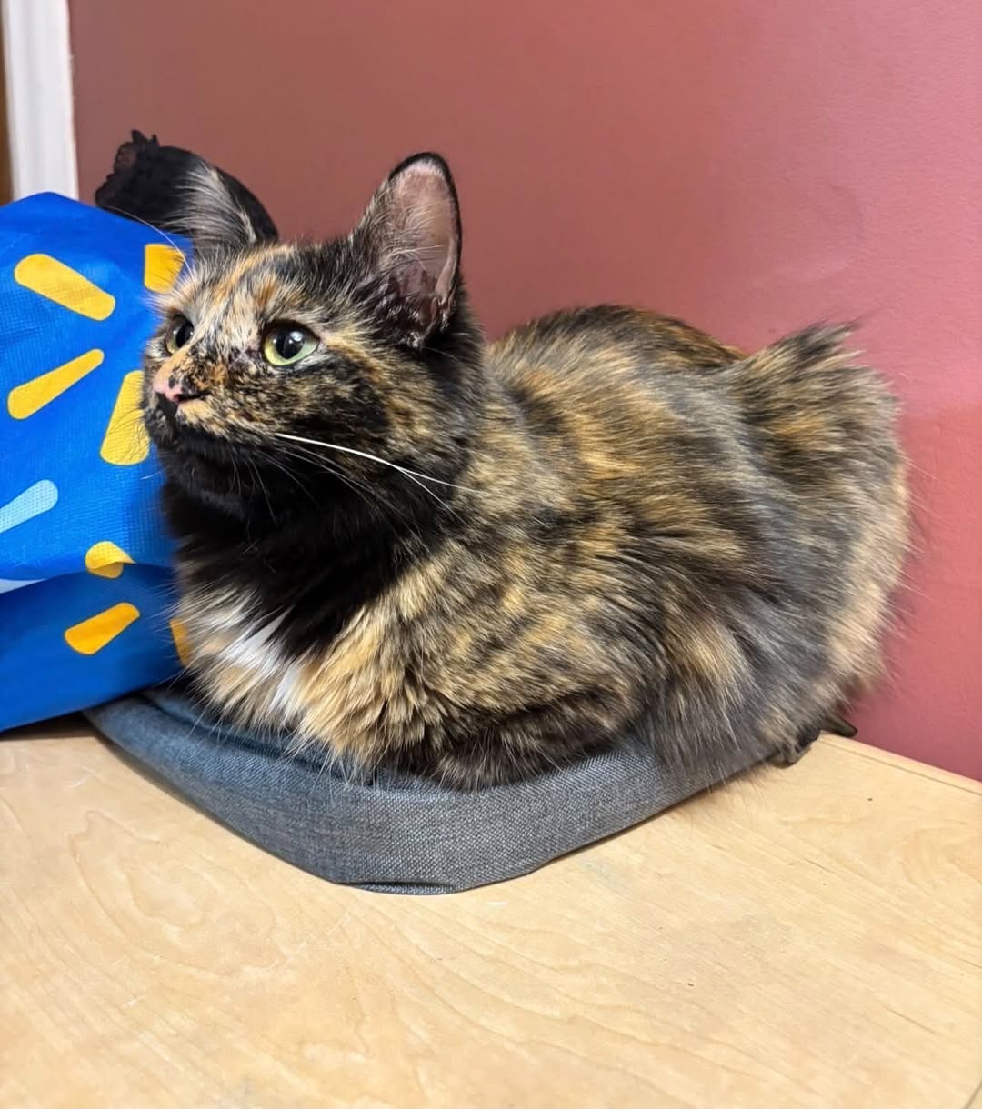 Lost Cat in Saugeen First Nation