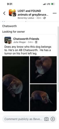 Found dog