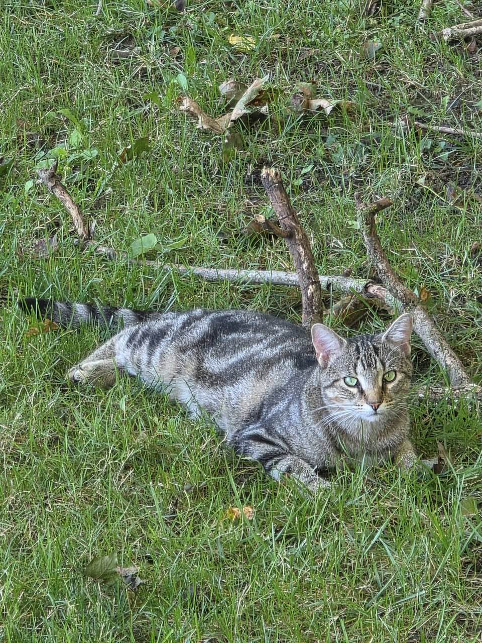 Found Cat in Harriston