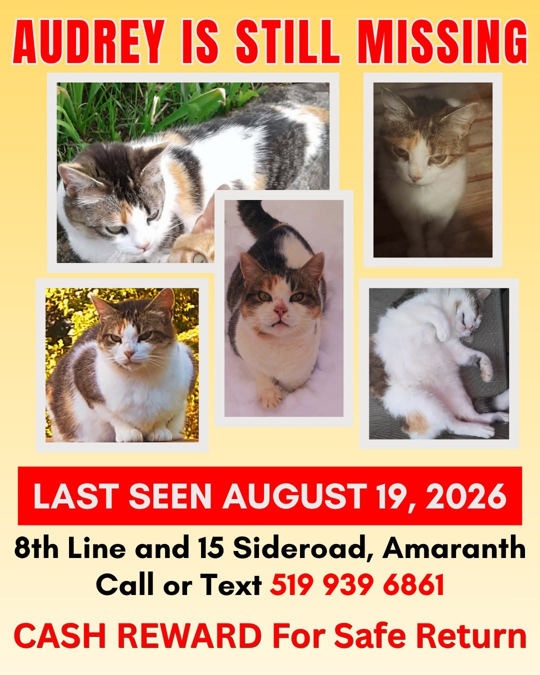 Lost Cat in Amaranth