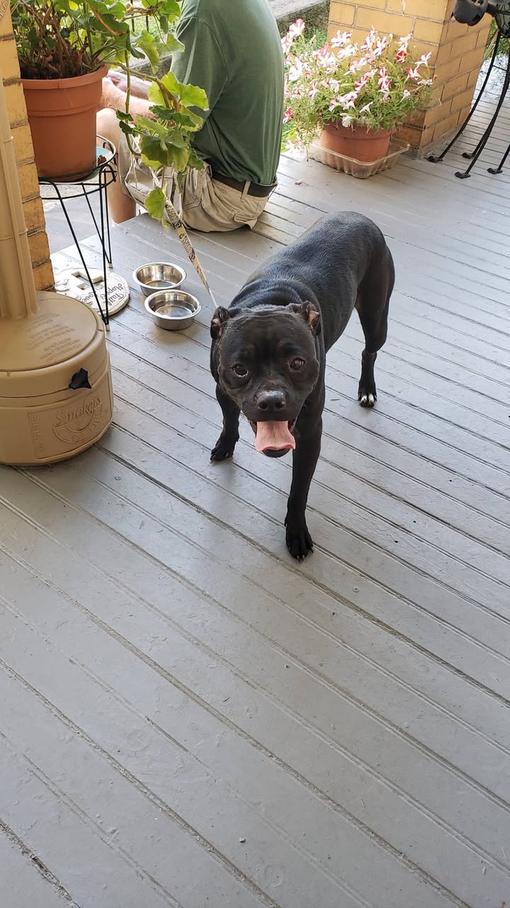 Found dog
