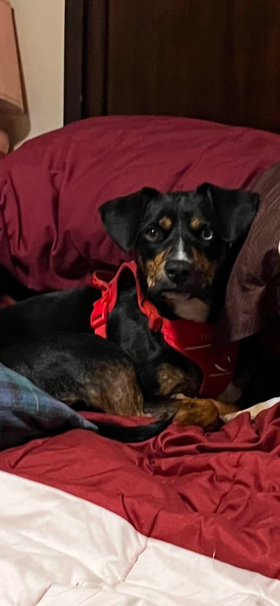 Lost dog