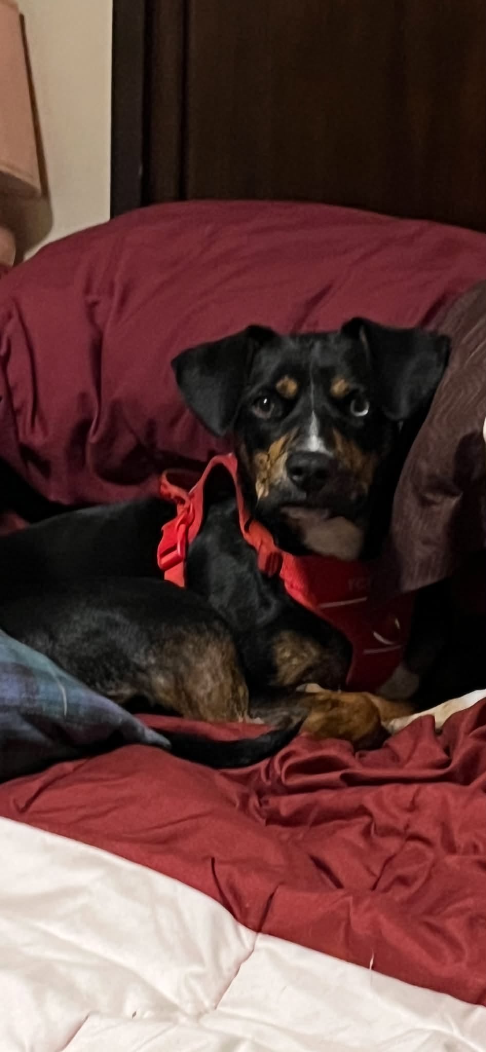 Lost Dog in River Place Park