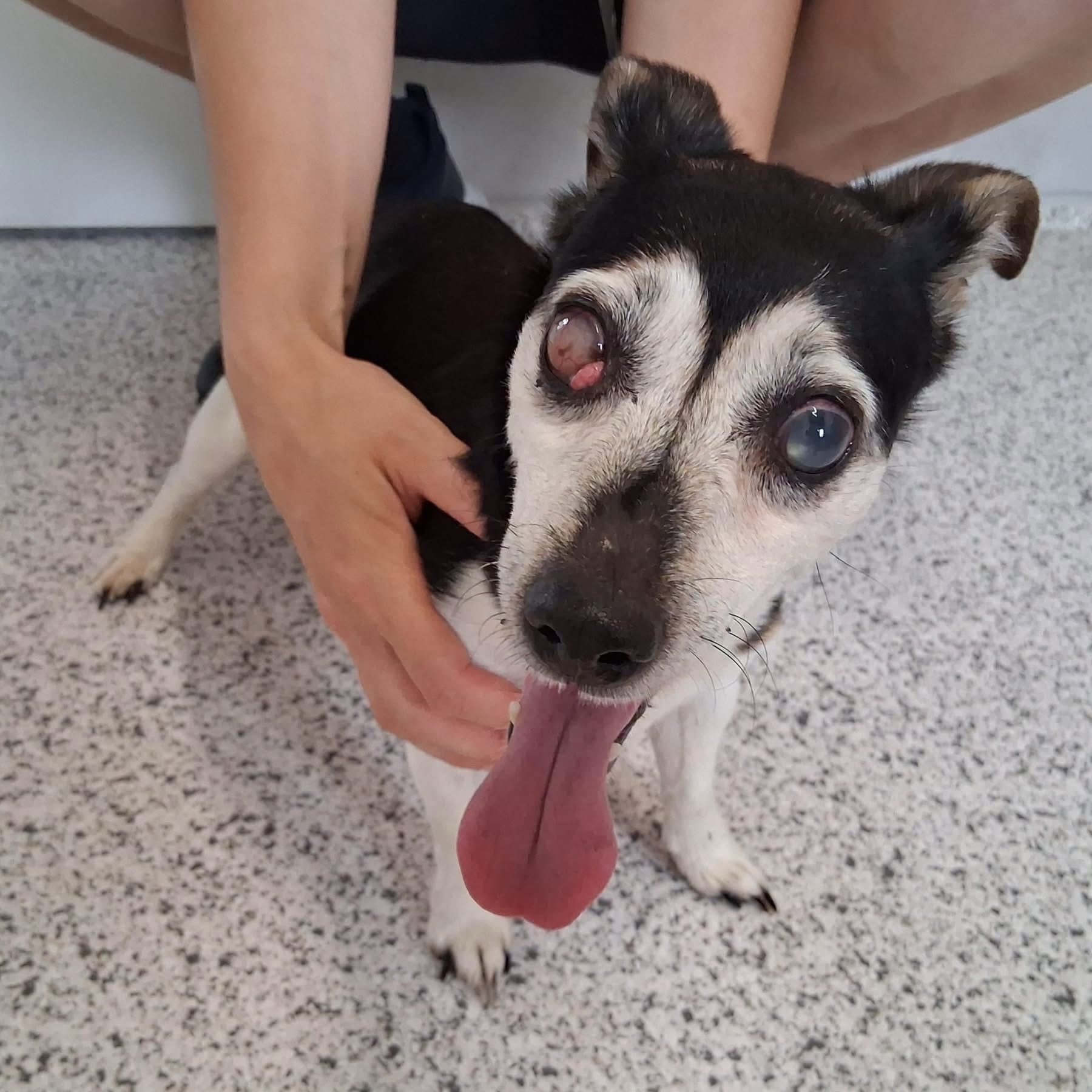 Found Dog in Munich