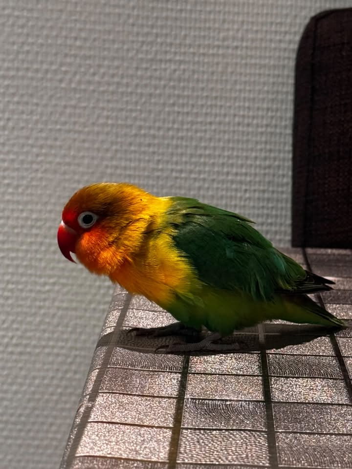 Found bird