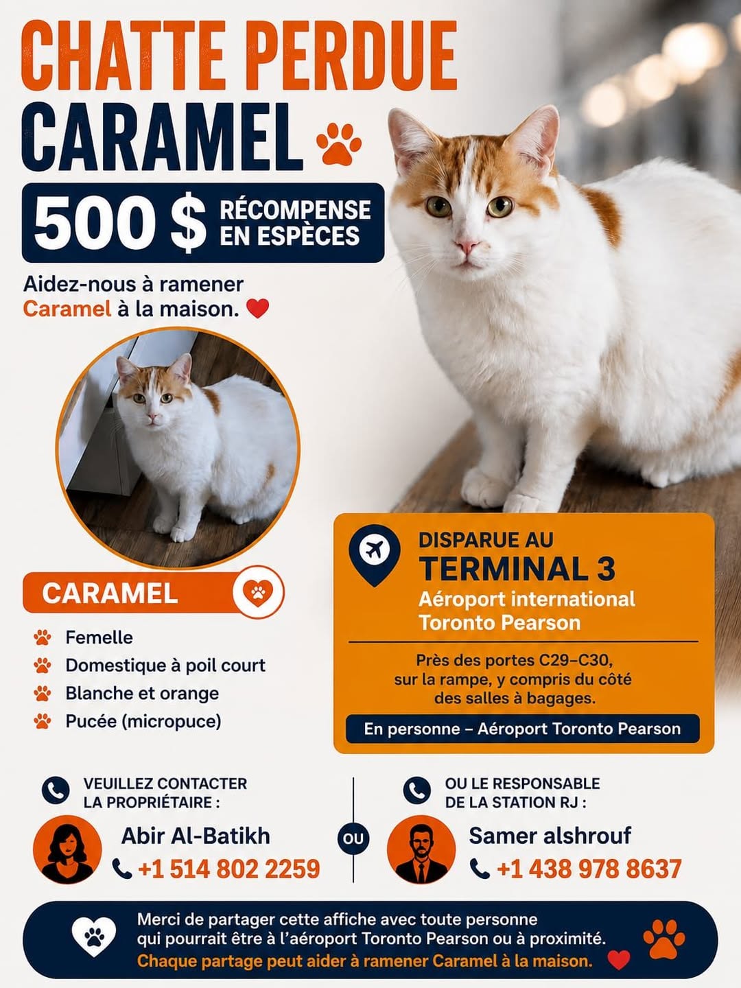 Lost cat
