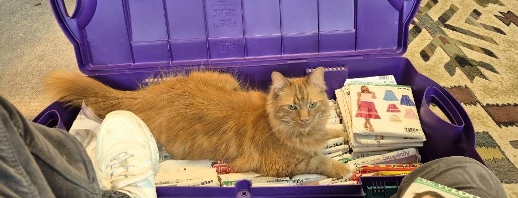 Lost Cat in Grey County