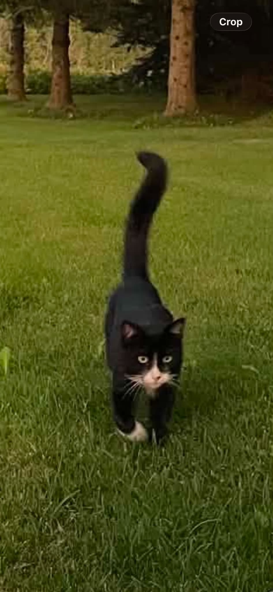 Found cat