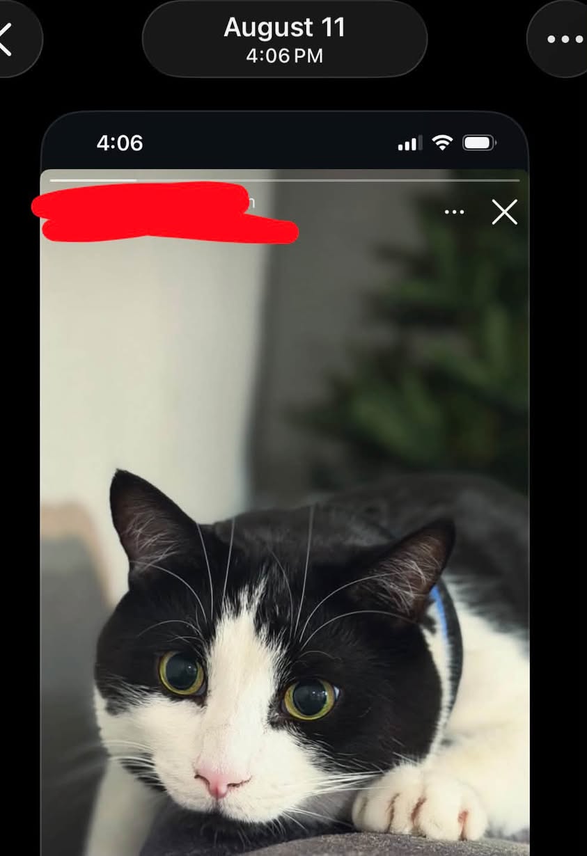 Lost Cat in Nanaimo