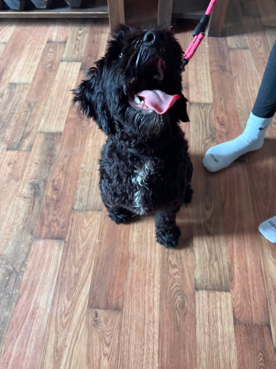 Found dog