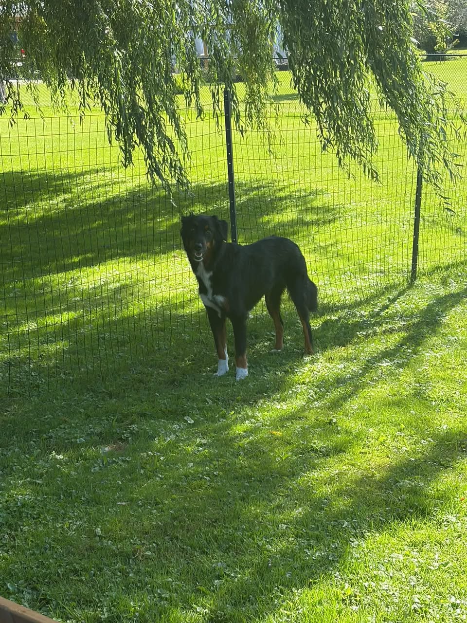 Found dog