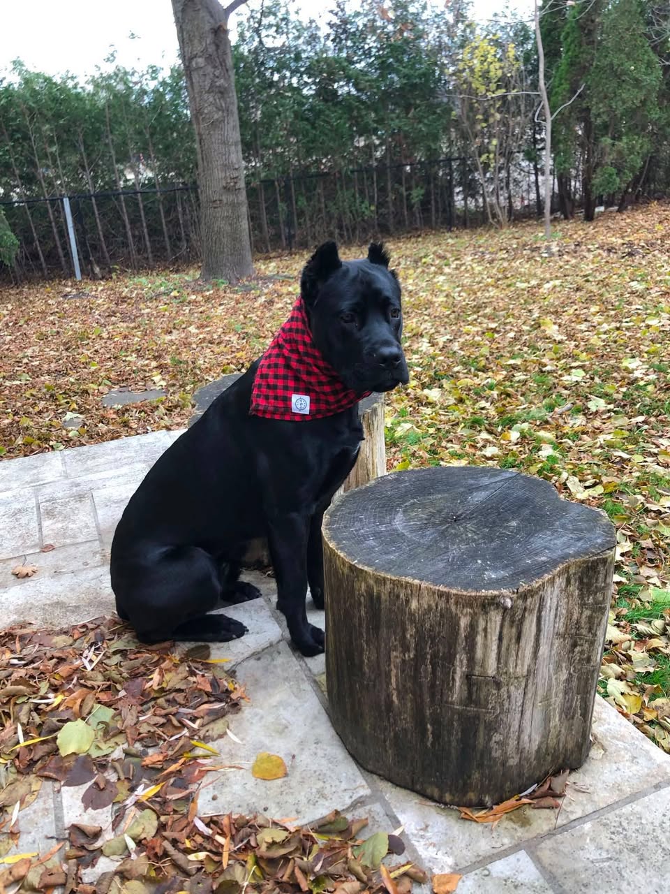 Lost Dog in Pefferlaw