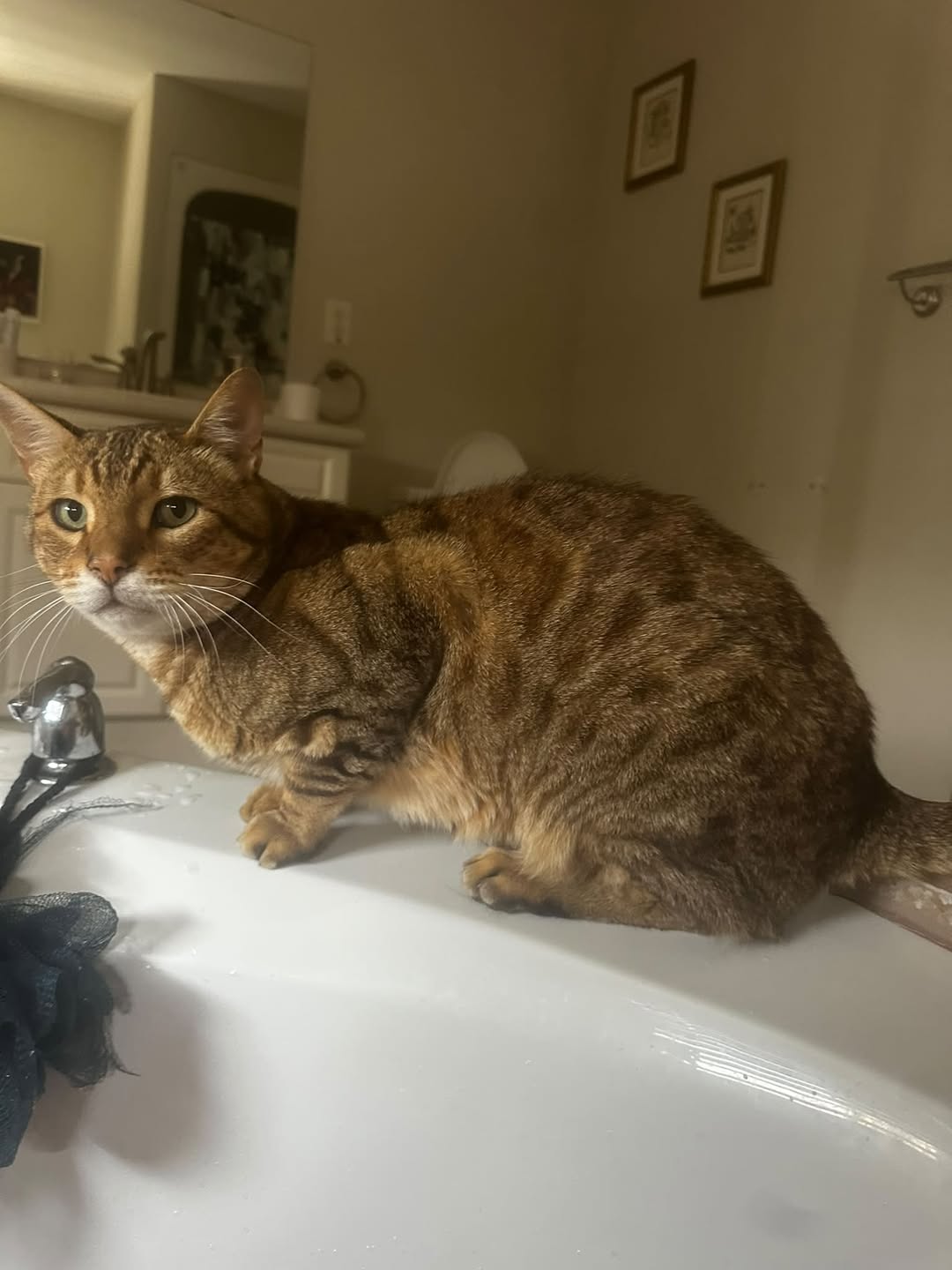 Lost Cat in Ontario