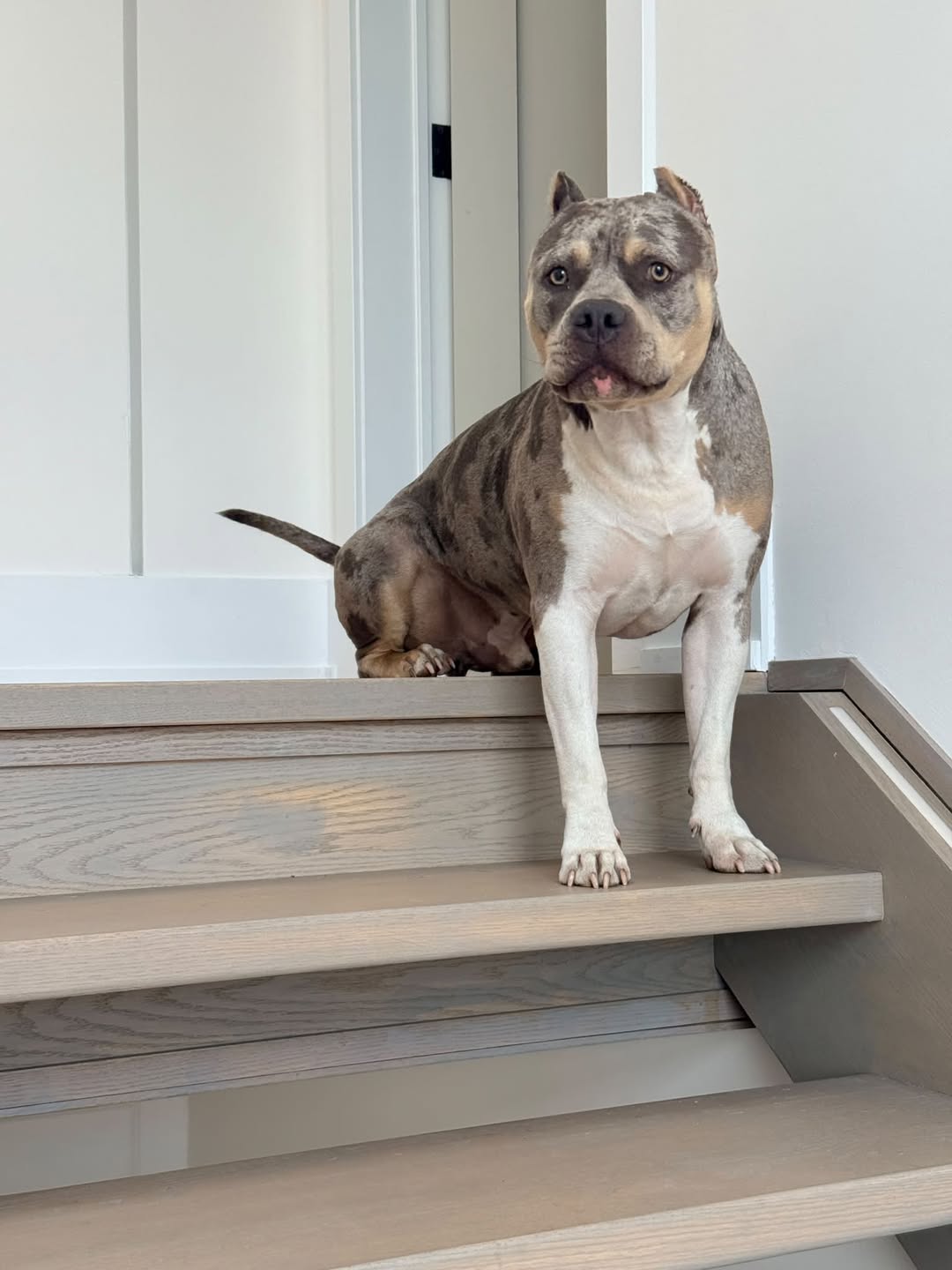 Lost Dog in Toronto