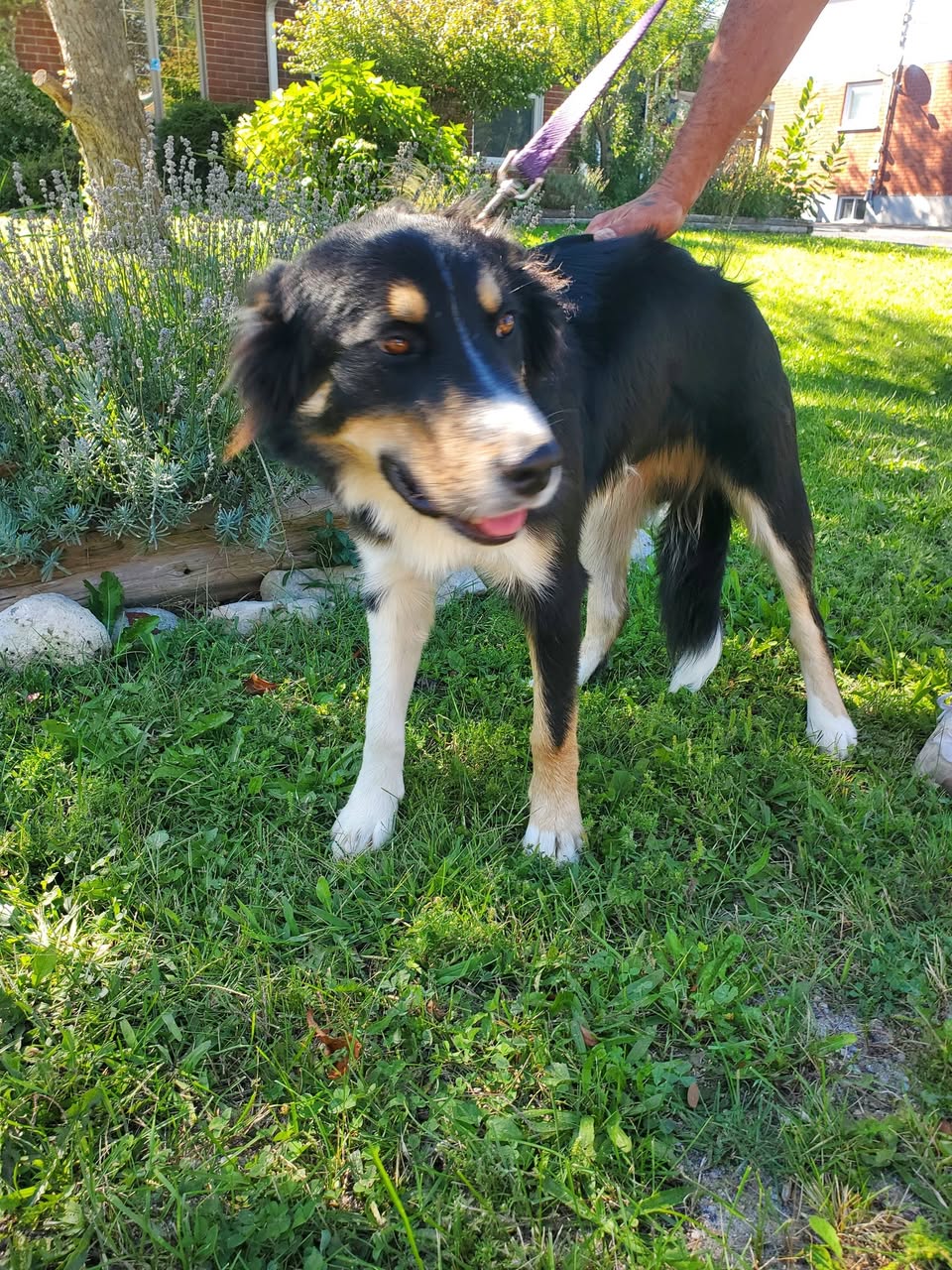 Found Dog in Collingwood