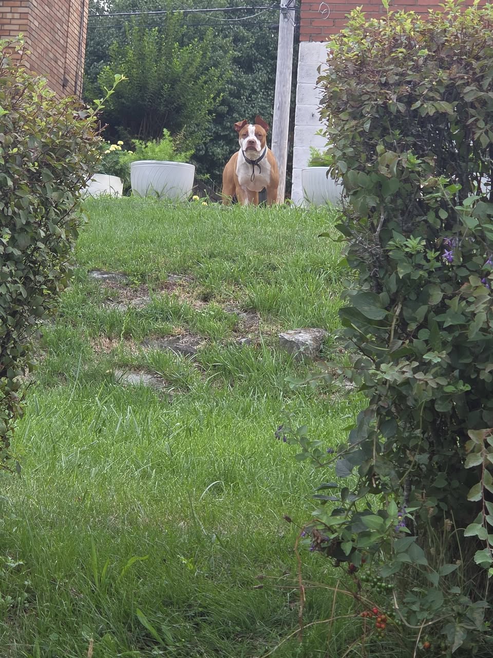 Found dog
