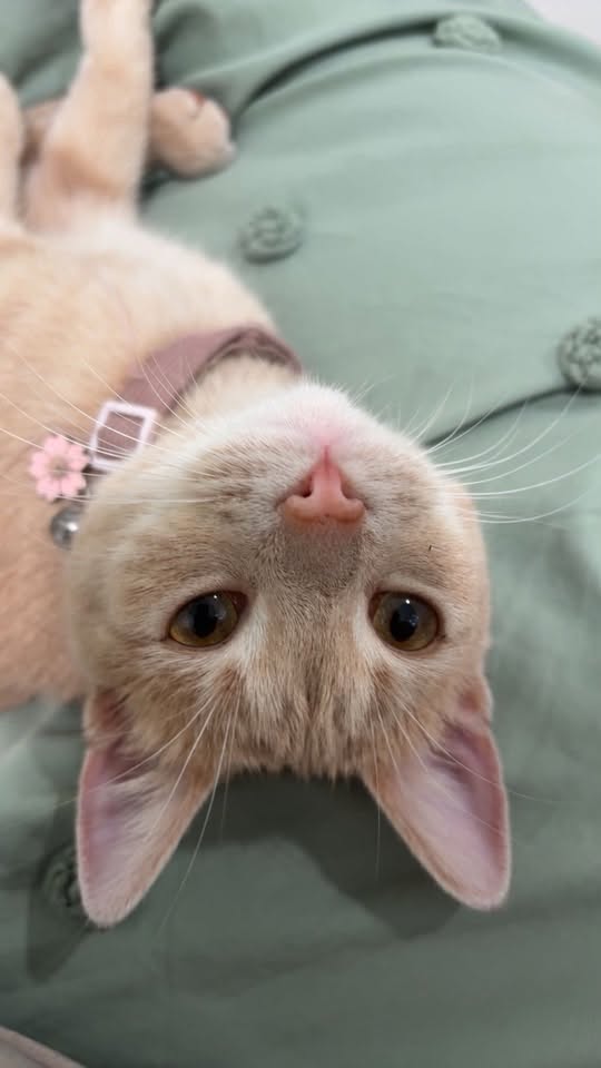 Lost cat