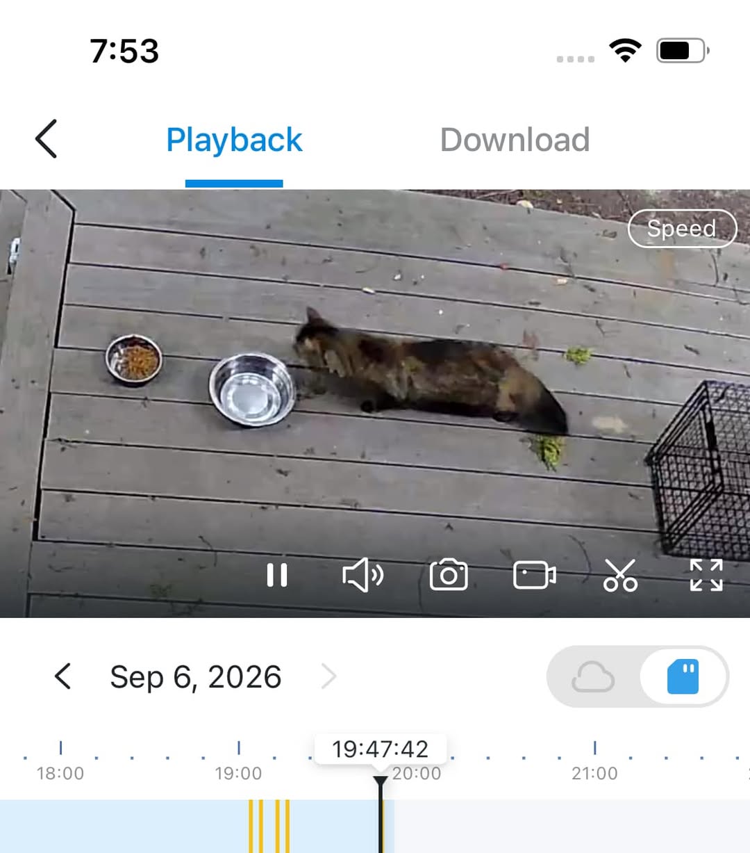 Found cat
