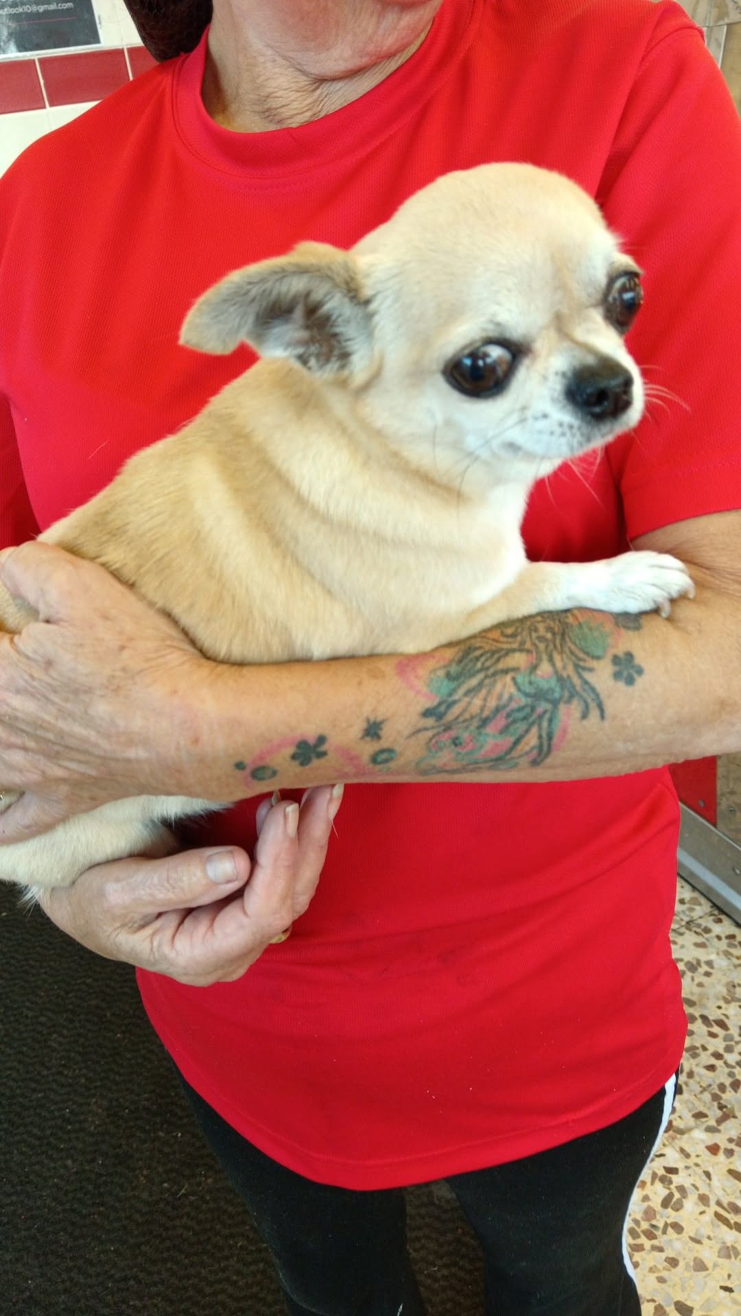 Found dog