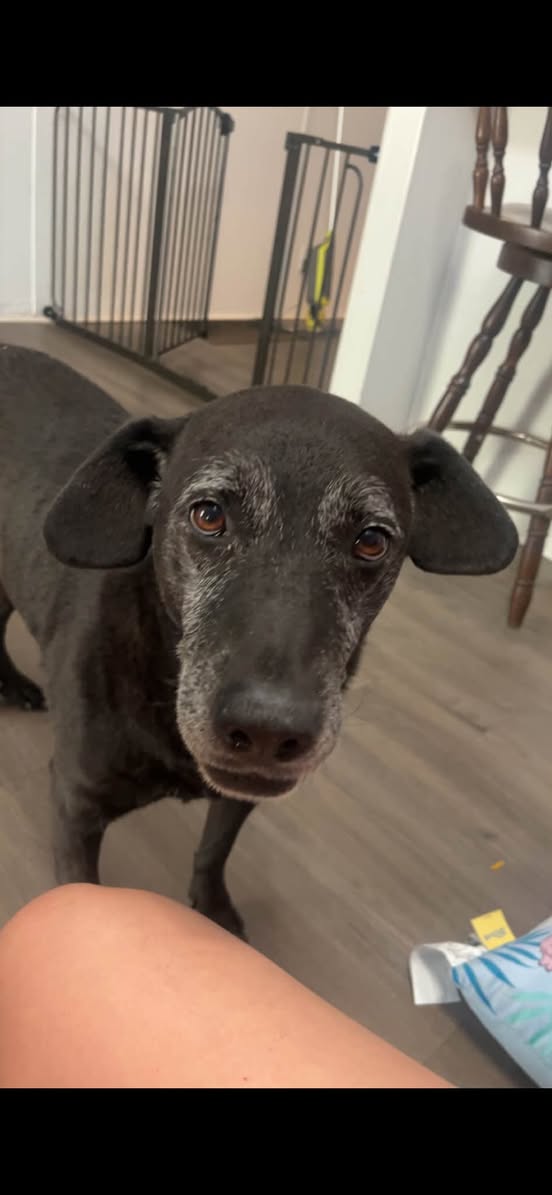 Lost Dog in Valley Grande