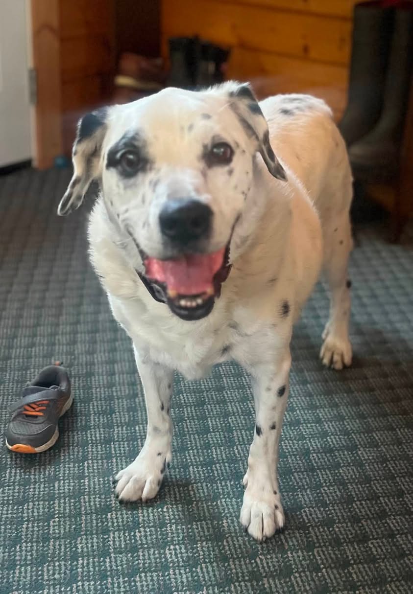 Lost Dog in Bracebridge