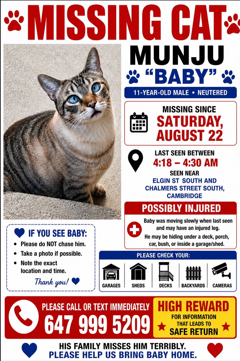 Lost Cat in Cambridge