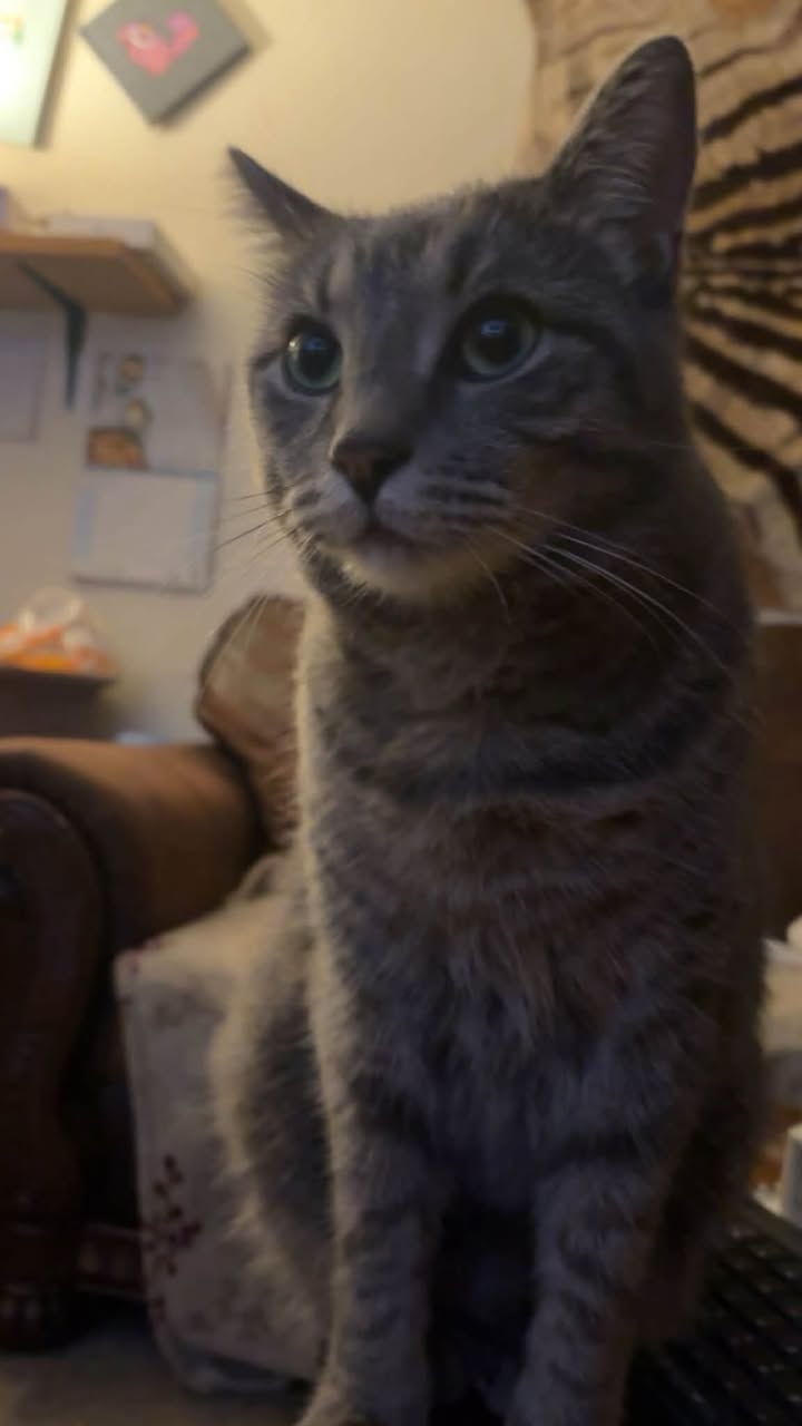 Lost cat