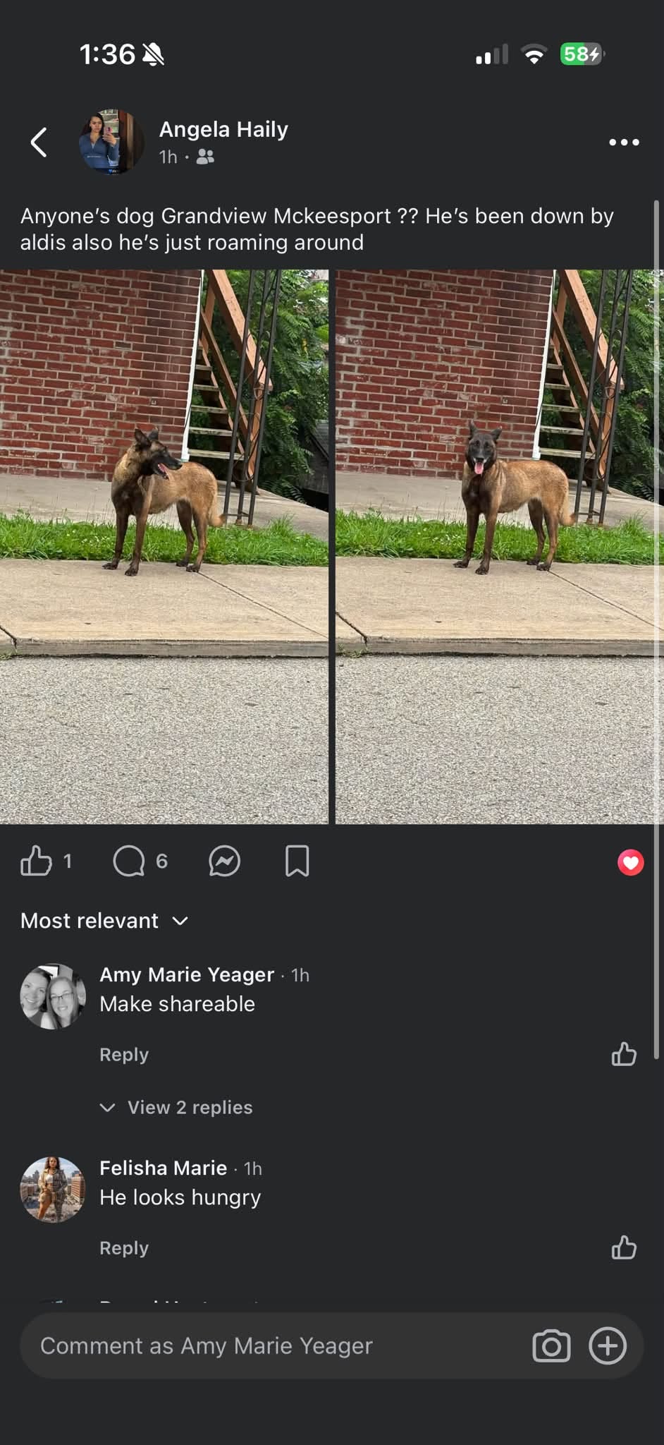 Found dog