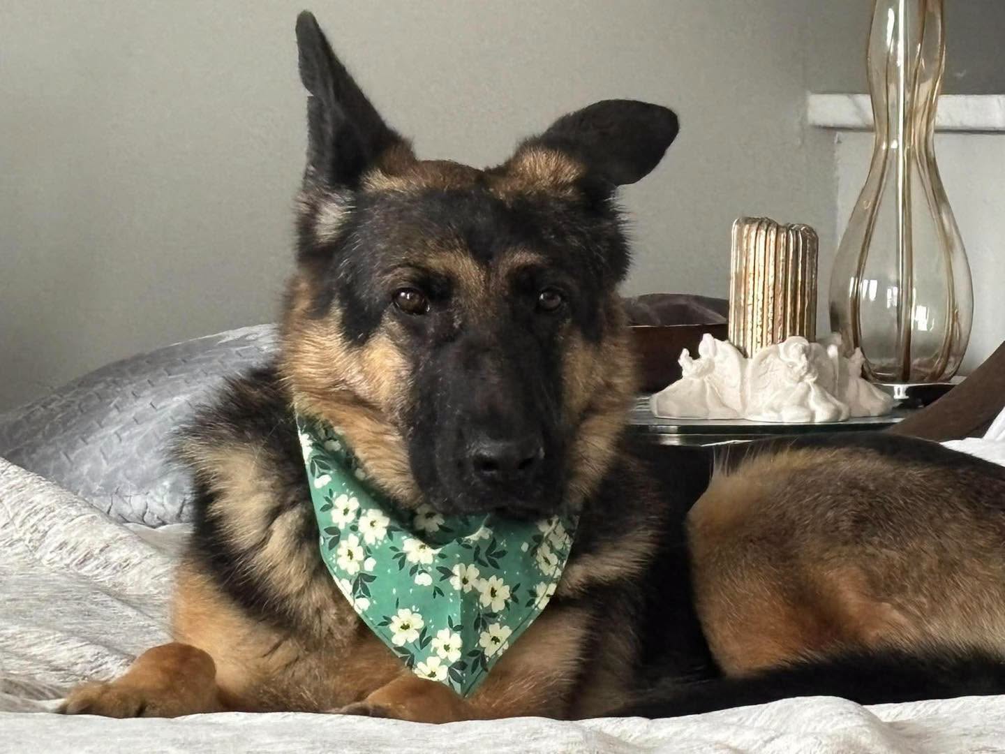 Lost dog
