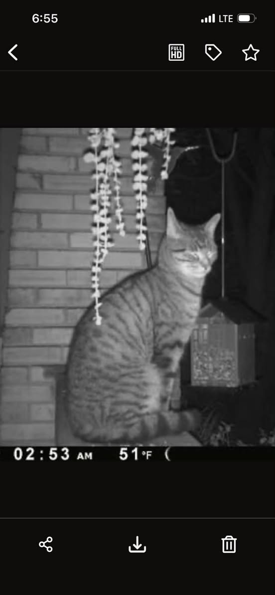 Found Cat in Hanover