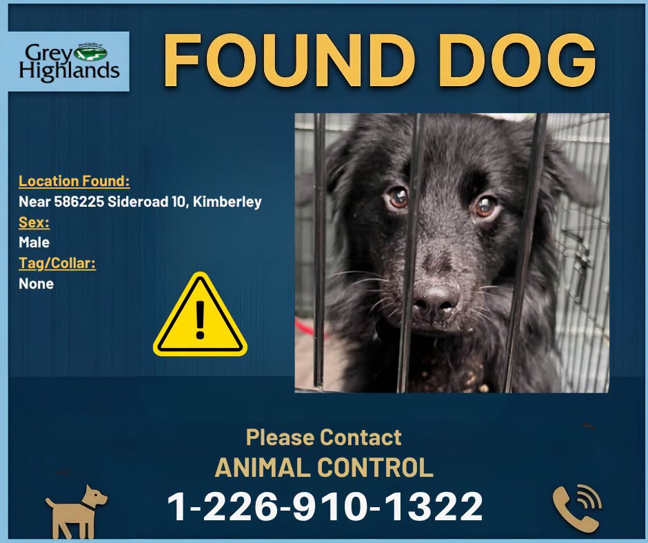 Found Dog in Kimberley