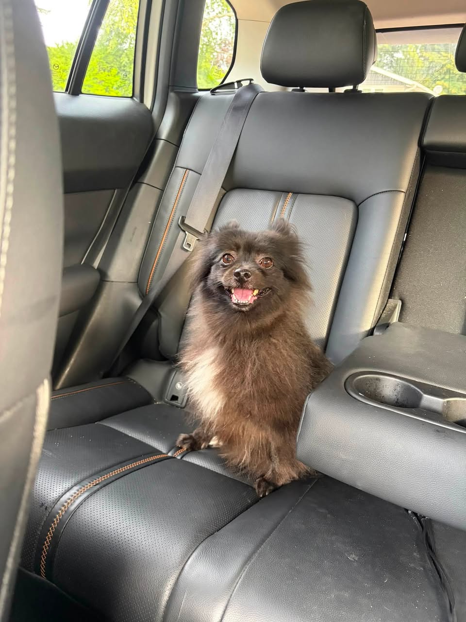 Found dog