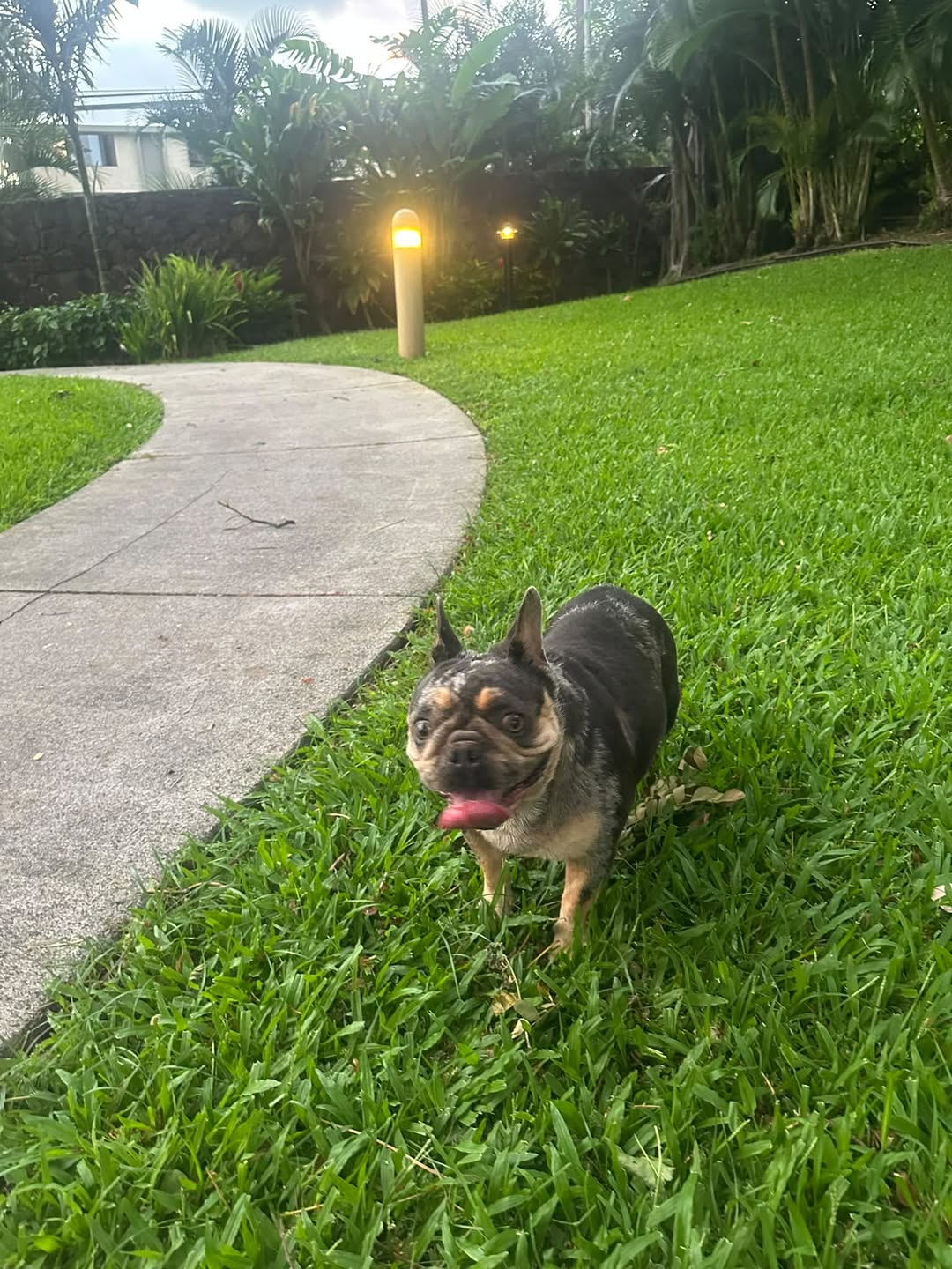 Found dog