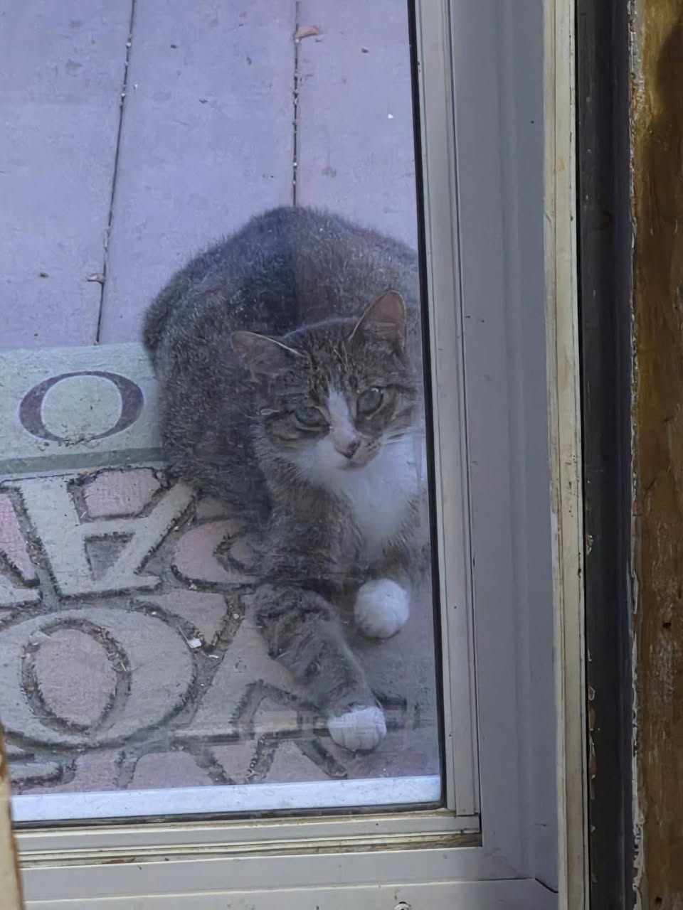Found cat