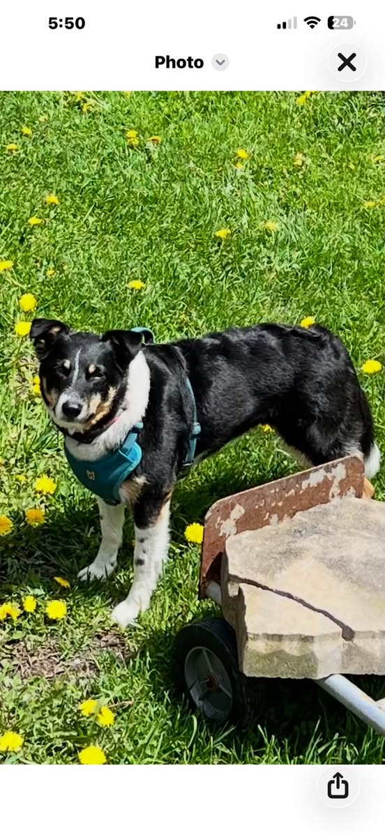 Lost Dog in Clarksburg