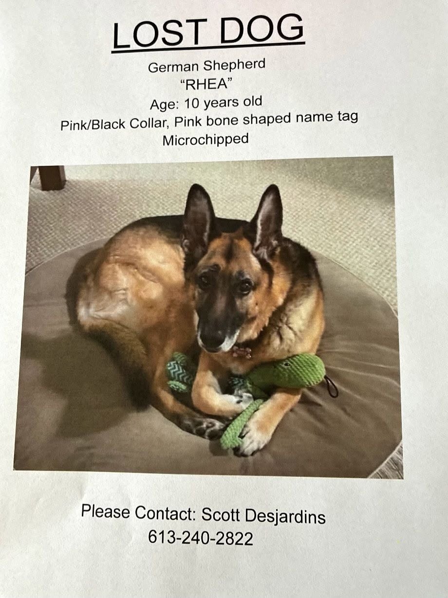 Lost Dog in Russell