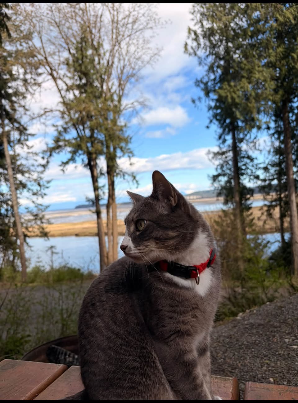 Lost Cat in Stanley Park