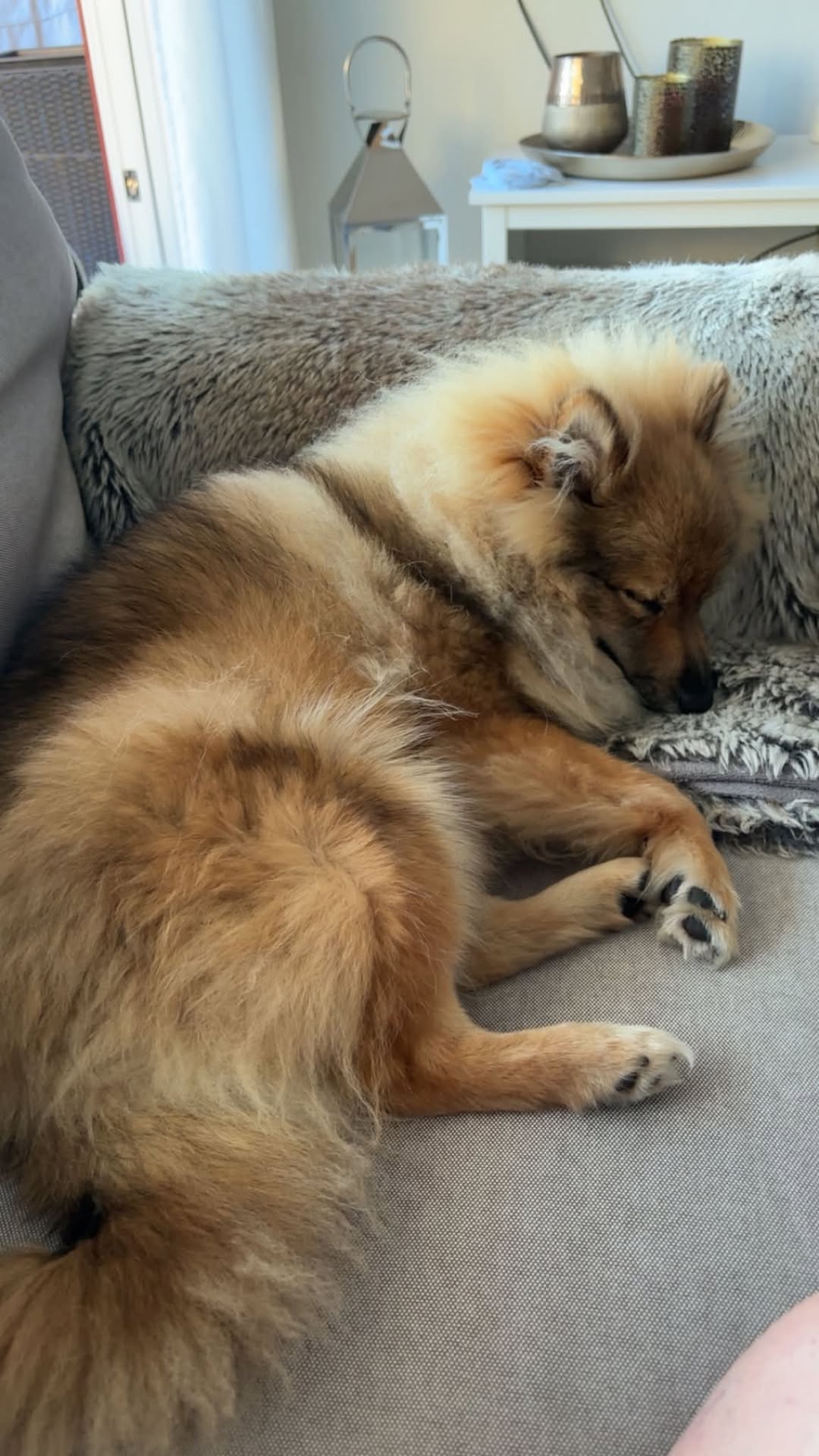 Lost Dog in ØStfold