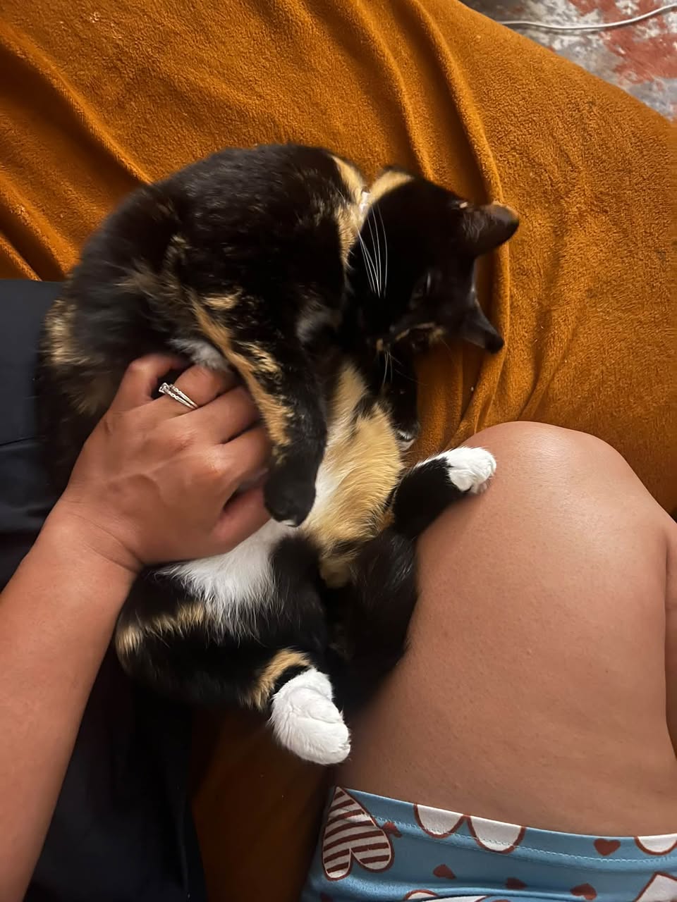 Lost cat