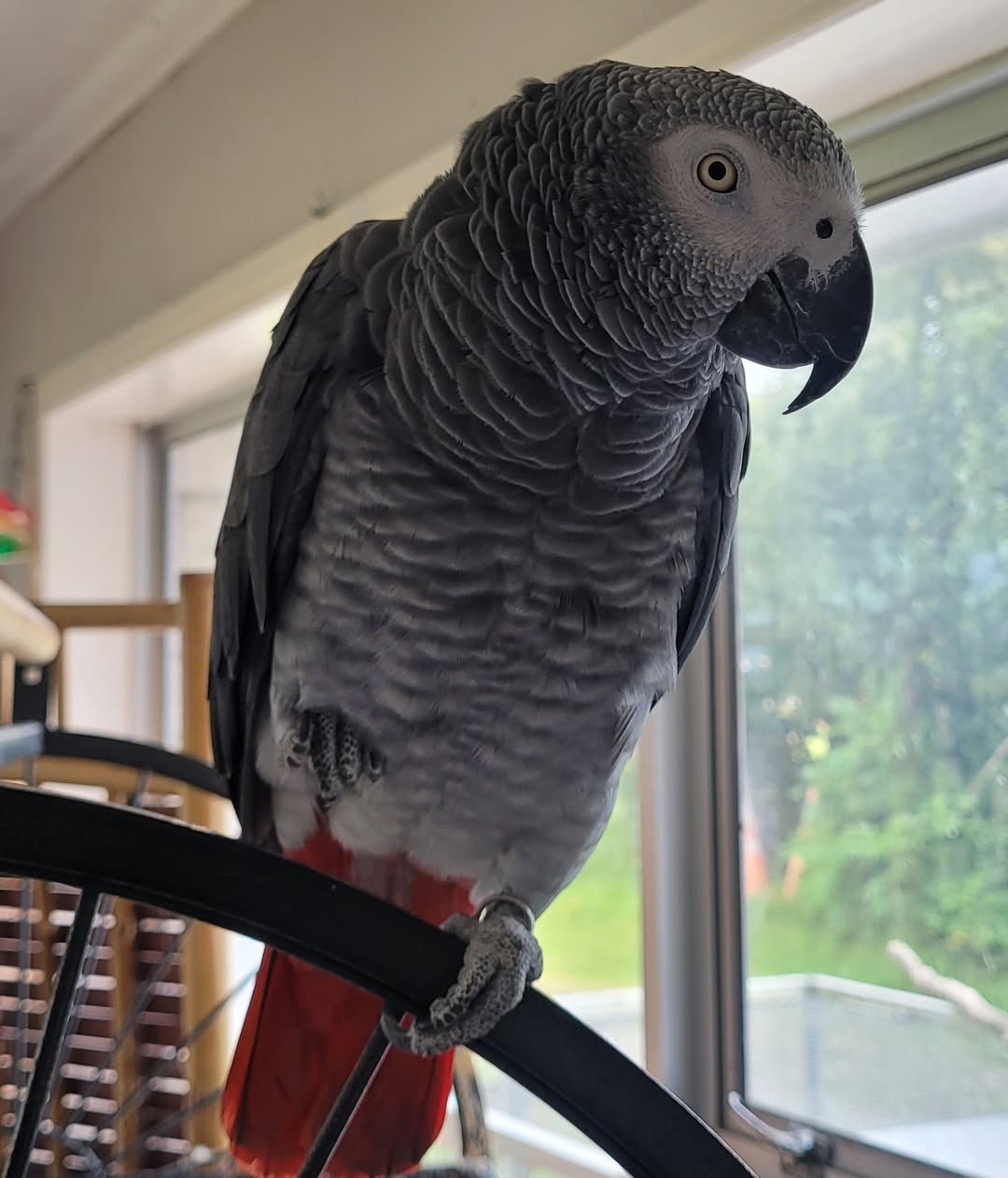 Lost Bird in Auckland