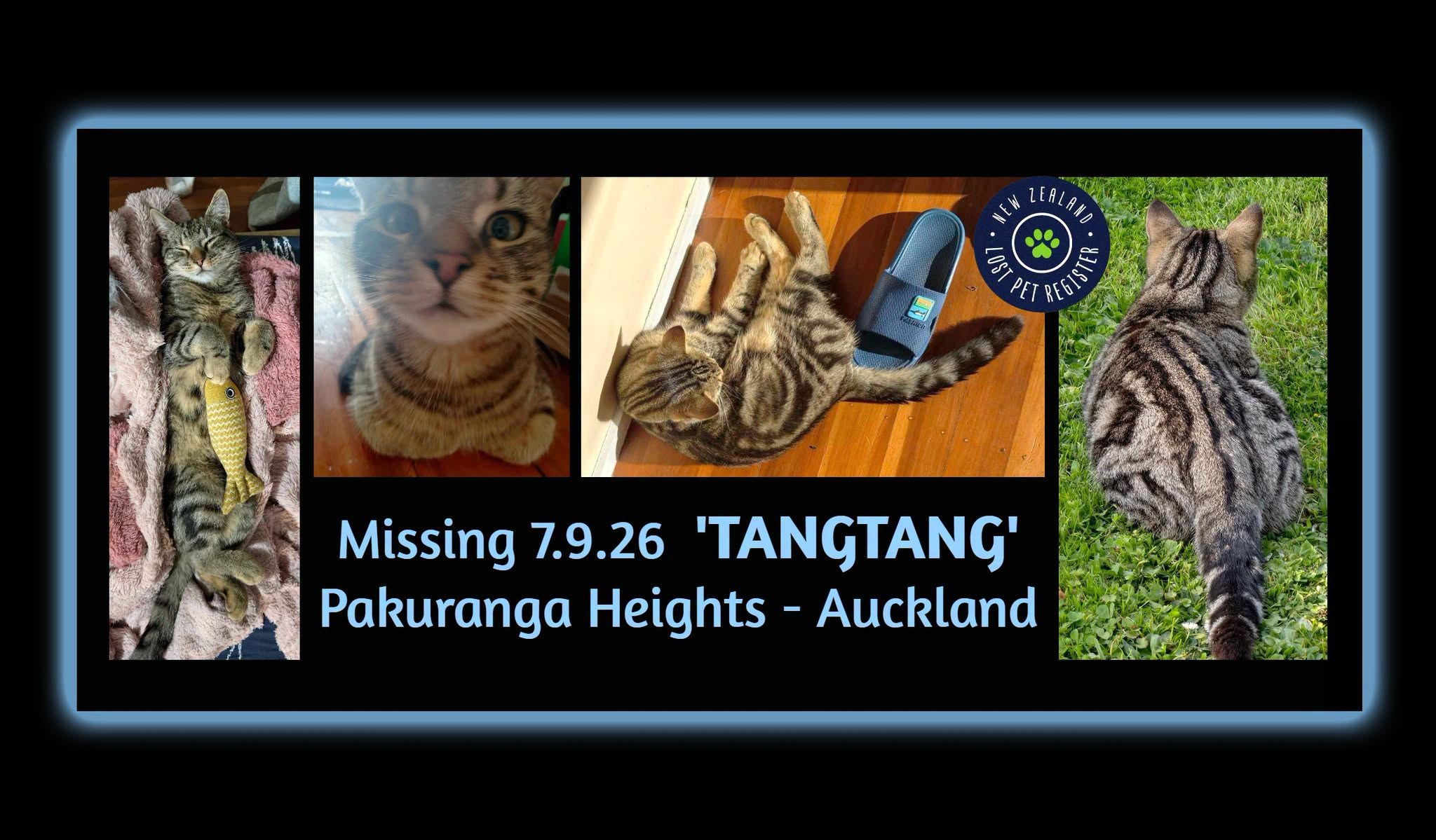 Lost cat