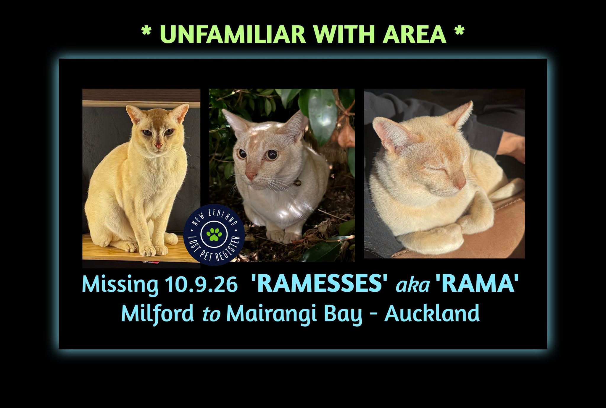 Lost cat